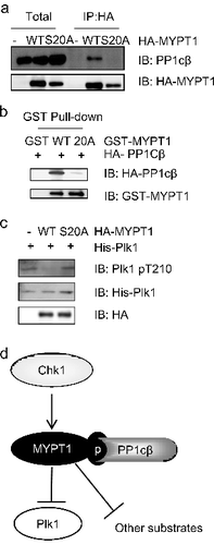 Figure 5. pS20 is essential for the interaction between MYPT1 and PP1cβ. (A) HeLa cells were transfected with HA-MYPT1-WT or S20A plasmids, then subject to IP and IB analysis as indicated. (B) Recombinant GST-MYPT1 and S20A proteins were used to pulldown transfected HA- PP1cβ. (C) HeLa cells were transfected with HA-MYPT1-WT or S20A plasmids and treated with Noc, then subject to IP with anti-HA antibodies, followed by IP-phosphatase assays using active Plk1 as substrates. The products were then blotted with anti-Plk1-pT210 antibodies. (D) A proposed model of how Chk1 inhibits Plk1 through MYPT1. Chk1 phosphorylates MYPT1 at Ser20 to promote the interaction between MYPT1 and PP1cβ. MYPT1 then targets PP1cβ to Plk1 to dephosphorylate Plk1 at pT210, and possibly other proteins.