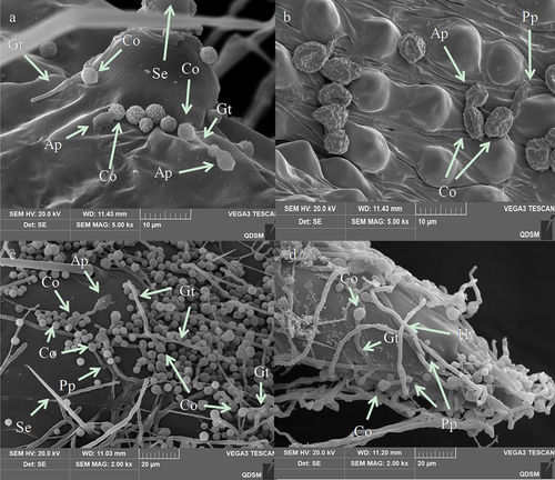 Figure 7. Conidial attachment and germination of A. nomius on the cuticle of the 3rd instar larvae of O. furnacalis observed under a scanning electron microscope. (a) conidium (Co) attached to the setal alveolus and the germination of a few conidia with formed germ tube (gt) within 8 h and appressorium (ap) at 24 h post-inoculation; seta = se. (b) appressorium (ap) and penetration pegs (pp) formed at 36 h post-inoculation. (c and d) numerous conidia germinated to form a germ tube (gt), conidial germination rates increased, and mycelium formed on the host surface within 36 h; penetration pegs = pp, hyphae = hy.