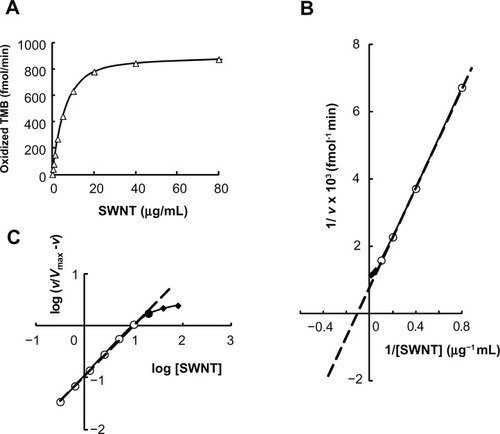 Figure 4 Binding of the SWNT antibody complex to its specific target. (A) Typical saturation curve. (B) Lineweaver–Burk plots. The data derived from the saturation curve were fitted to the dashed line (see text). The line represents 1/Vmax (obtained from ordinate intercept) and 1/Km (obtained from abscissa intercept). 1/v = 0.007373 (1/[SWNT]) + 0.000812, R2 = 0.999. Vmax,SWNT = 1231, Km,SWNT = 9.09 (μg/mL). (C) Hill plots. Slope of the line represents nH = 0.959.Abbreviations: TMB, 3,3′,5,5′-tetramethylbenzidine; SWNT, single-walled carbon nanotubes.