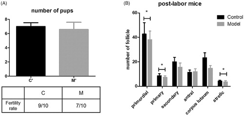 Figure 3. Fecundity of mice in both groups and long-term stress effect in mice. (A) Litter size and fertility rate of both groups. (B) The number of follicles at different stages in postlabor mice.