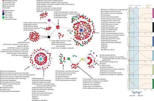 Figure 6 An abstracted network showing enriched MP, HP, GO:BP, microRNAs, and TFs associated with five modules identified during LR in rat.Abbreviations: BP, biological process; CNS, central nervous system; ER, endoplasmic reticulum; GO, Gene Ontology; HDL, high-density lipoprotein; HP, human phenotype; LR, liver regeneration; MP, mouse phenotype; UV, ultraviolet; VLDL, very-low-density lipoprotein.