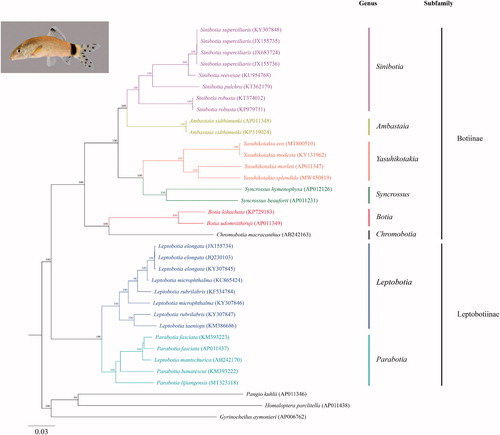 Figure 1. Phylogram illustrating the relationship of the newly sequenced Yasuhikotakia splendida to members of the family Botiidae. The Maximum Likelihood (ML) phylogenetic analysis included the aligned mitogenome sequences of 22 botiid loach species from each of the 8 genera and 3 outgroups. The outgroups were Gyrinocheilus aymonieri, Pangio kuhlii, and Homaloptera parclitella. The nucleotide sequences were aligned in MAFFT 7 using default parameters (http://mafft.cbrc.jp/alignment/server/; Katoh et al. 2019​). The best-fit model (GTR + I + G) for the ML analysis was determined using jModelTest 2.1.10 with default parameters (Darriba et al. Citation2012). The ML analysis was performed in MEGA X (Kumar et al. Citation2018). Clade support was assessed by running 1000 bootstrap replicates with values >80% presented at each node. Branch lengths are based on the number of inferred substitutions, as indicated by the scale. A lateral photograph of the Y. splendida specimen (UF 245598) is provided in the upper left corner.