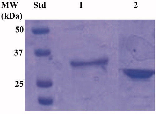 Figure 4. Electropherogram of the SDS-PSAGE carried out on the recombinant chimeric EcoCAγ. Legend: lane STD, molecular markers, M.W. starting from the top: 50 kDa, 37 kDa, and 25 kDa; lane 1, chimeric EcoCAγ; Lanes 2 commercial bovine CA (bCA) used as control. The band at a molecular weight of about 33.0 kDa represented the chimeric EcoCAγ purified by affinity chromatography.