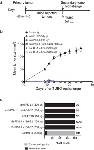 Figure 5. TUBO re-challenge in mice rejected tumors after bispecific antibody therapy. (a, b) Balb/c mice that rejected TUBO tumors after BsPD-L1xrErbB2, anti-ErbB2 alone, anti-PD-L1 alone or the combination therapy from different experiments were collected and 2 × 106 TUBO tumor cells were injected in the opposite flank of mice in each group and tumor growth was monitored. TUBO tumors did not grow in any of the group of mice that had rejected tumors before. (c) Data is shown for the percentage of mice rejecting tumors/group (gray bars, tumor-bearing mice; black bars, tumor-free mice for at least 60 d). Number represents the tumor-free mice/total number of mice in a group.
