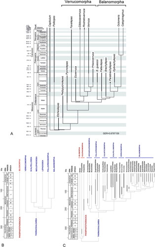 Figure 10. A, Cladogram, the most parsimonious tree (77 steps) from the equal weights analysis, based on analysis of 48 morphological characters (Tables 1, 2) and 18 operational taxonomic units (OTUs), of which seven are extant taxa. Capitulum Gray, 1825 and Pollicipes Leach, Citation1817 were used as outgroups for the 16 in-group OTUs. One of the 48 characters was treated as continuous, using TNT (Goloboff & Catalano, Citation2016); all other characters were treated as unordered. Using the implicit enumeration tree search, both equal weights (EW) and implied weights analyses were implemented. Both analyses produced very similar single most parsimonious trees (MPTs). B, molecular tree based on mitogenome analysis, which shows Verrucomorpha as basal to all other Thoracicalcarea (after Gan et al., Citation2022, fig. 4). All other molecular and morphological studies place balanomorphs and verrucomorphs as sister groups. C, Thoracican cirripede classification and inferred phylogeny, based on nuclear genes and morphology, after Chan et al. (Citation2021, fig. 10). Note the close relationship of verrucomorphs and balanomorphs. Abbreviation: GER, GER, Gap Excess Ratio.
