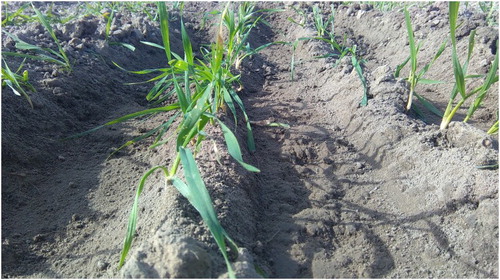 Figure 10. Image of the furrow surface following cultivation with the L-share at 50 mm soil depth and operation speed v = 0.84 m s−1 (field experiment 1 October 2015, Department of Agroecology, Faculty of Science and Technology, Research Center Flakkebjerg, Aarhus University).