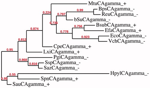 Figure 2. Phylogenetic analysis of the γ-CAs of the Gram-negative and -positive bacteria indicated in Table 1. The tree was constructed using the program PhyML 3.0. Branch support values are reported at branch point. Accession numbers of the amino acid sequences used in the phylogenetic analysis are given in Table 3.