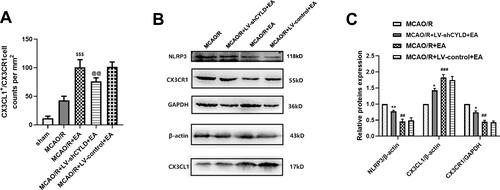 Figure 7 CYLD silencing partially weakens EA-mediated modulation of the CX3CL1/CX3CR1 axis and NLRP3 activation after 72 h reperfusion. (A) CX3CL1+/CX3CR1+ cell counts were expressed as number/mm2 (n=3). (B) Western blot of NLRP3, CX3CL1 and CX3CR1 protein expression. (C) NLRP3 and CX3CL1 proteins normalized with β-actin. CX3CR1 protein normalized with GAPDH (n=5). All values are presented as the means ± SEMs. @@p<0.01, **p<0.01 and *p<0.05 vs the MCAO/R+EA group. $$$p<0.001, ###p<0.001 and ##p<0.01 vs the MCAO/R group.