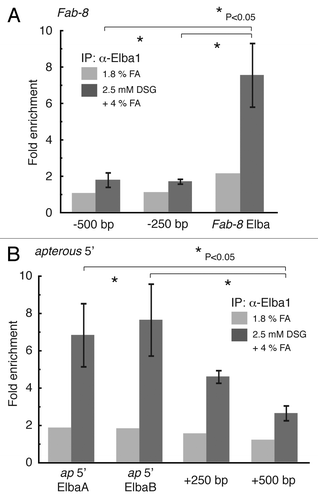 Figure 3. It is possible to capture Elba complexes in Fab-8 and in the apterous boundary using the DSG-formaldehyde combination procedure. 2–5 h Oregon R embryos were cross-linked with either 1.8% formaldehyde (FA) or 2.5 mM DSG + 4% formaldehyde (FA) and then ChIP’d with Elba1 antibody (antiserum #1 in the ref. Citation9). The DNA recovered with the pre-immune and immune sera was analyzed by qPCR with primer pairs spanning the 28 fragment containing the Fab-8 Elba semi-consensus site (A) or 2 consensus (CCAATAAG) sequences at the far 5′ end of the apterous locus close to the lethal (2) 09851 gene (B). The ChIP enrichment was calculated as described in Figure 1. We also tested the enrichment of sequences 250 bp and 500 bp proximal (in iab-7) to the Fab-8 Elba site and sequences 250 bp and 500 bp from the first apterous Elba consensus sequence (closest to the apterous gene). For comparison, we have included the extent of enrichment at each site obtained using the 1.8% formaldehyde (FA) procedure.