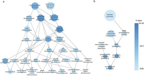 Figure 4. Hierarchical analysis of the differentially expressed mRNAs Hierarchical analysis showed that the differentially expressed mRNAs were significantly enriched in developmental process (a) and DNA conformation changes (b)