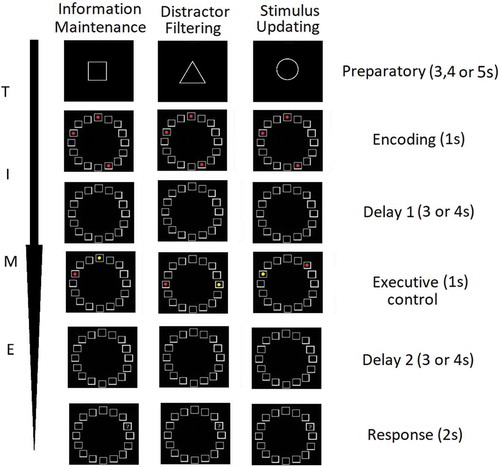 Figure 1. Graphical representation of the three trial types of interest (information maintenance, distractor filtering and stimulus updating) across the sequential trial events (preparatory, encoding, delay 1, executive control, delay 2 and response phases)
