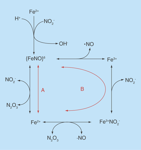 Figure 2.  Possible mechanisms for formation of N2O3 by reaction of nitrite with deoxyhemoglobin.Two mechanisms are denoted by ‘A’ and ‘B,’ although both may occur at appreciable rates.
