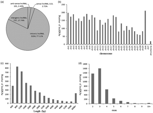 Figure 1. Profile of lncRNA characteristics. (a) Summary of lncRNA types (b) The number of lncRNAs detected on each chromosome (c) The length distribution of lncRNAs (d) Exon number distribution of lncRNAs.