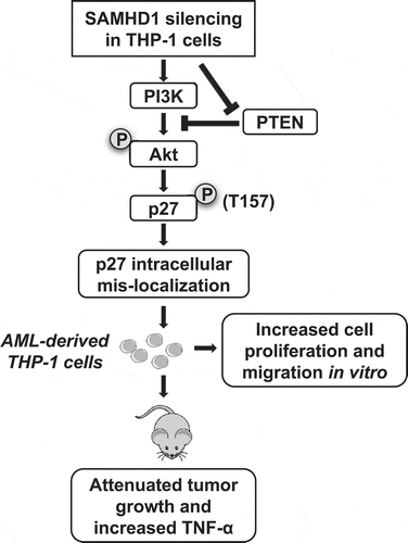 Figure 8. Proposed mechanisms by which SAMHD1 regulates AML cell proliferation in vitro and affects tumorigenicity in xenografted mice. Silencing of SAMHD1 in AML-derived THP-1 cells causes down-regulation of PTEN and increase of PI3K activity, which in turn induces phosphorylation of Akt and of its substrate p27. Phosphorylation of p27 at residue T157 results in its mis-localization to the cytoplasm and impairment of its CDK inhibitory function, leading to increased cell proliferation and enhanced cell migration. The letters P with a circle indicates phosphorylation of Akt and p27. In contrast, SAMHD1 KO attenuates THP-1 cell tumorigenicity in xenografted immunodeficient mice, possibly due to increased TNF-α expression and inflammation responses in tumors.