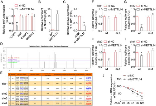 Figure 3. METTL14 regulated the m6A levels of NLRP3.(A) After METTL14 knockdown, the m6A levels of NLRP3, ASC, caspase-1 and GSDMD were detected by Me-RIP assay. (B) The interaction between METTL14 and NLRP3 was confirmed by RIP assay. (C) After METTL14 knockdown, the mRNA levels of NLRP3 were detected by RT-qPCR assay. (D-E) The m6A methylation sites of NLRP3 were obtained from SRAMP online database. The dual-luciferase reporter assay was performed to analyzed the relationship between METTL14 and NLRP3 after site 1 (F), site 2 (G), site 3 (H), and site 4 (I) mutations. (I) The mRNA stability of NLRP3 was determined by RT-qPCR after Actinomycin D treatment. **P < 0.01.