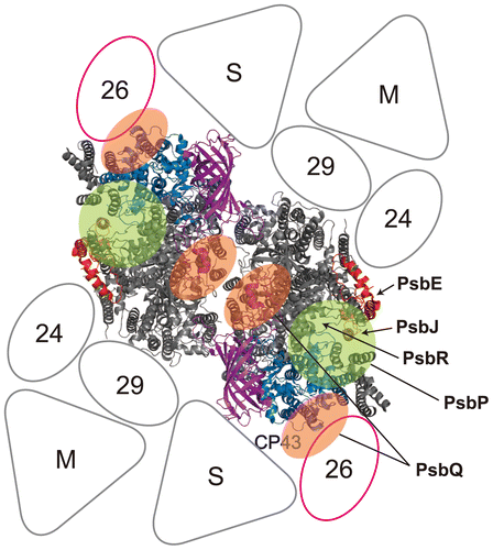 Fig. 3. Proposed location of the extrinsic proteins in the photosystem II (PSII)-light-harvesting complex II (LHCII) supercomplex of higher plants.Notes: A model of the PSII-LHCII supercomplex (the C2S2M2 complex), viewed from the top onto the luminal surface and utilizing the high resolution structure of the cyanobacterial PSII core,Citation3) is based upon comparisons with the literature.Citation92,93) Putative PsbP- and PsbQ-binding sites, proposed by Ido et al.Citation64) and Mummadisetti et al.Citation66) are indicated by light green and orange overlays, respectively. It should be noted that two different binding sites for PsbQ have been proposed (see text for details). PsbV and PsbU, known to be absent in plant PSII, were excluded from the model. CP43 and PsbE, which interact with PsbP, are shown in light blue and red, respectively. PsbJ and PsbO, required for the stable binding of PsbP and PsbQ, are shown in orange and purple, respectively. PsbE, PsbJ, and putative location of PsbR are indicated by arrows. Positioning of the strongly (S) or moderately (M) bound LHC trimers, as well as the minor LHC antennae CP24 (24), CP26 (26), and CP29 (29), are schematically depicted. CP26 is outlined in magenta to indicate its interaction with PsbP and PsbQ.Citation64)