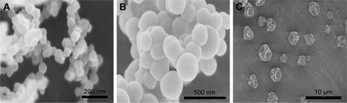 Figure 2 Scanning electron microscopy images of PPN50 (A), PPN100 (B), and PPN200 (C).Abbreviation: PPN, pure paclitaxel nanoparticles.