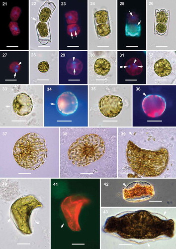 Figs 21–43. Oogenesis and auxospore development, epifluorescence and brightfield microscopy. Fig. 21. Two secondary oocytes produced by oogonium. Fig. 22. Corresponding brightfield image of Fig. 21. Arrow indicates the opening of the oogonial theca to release the secondary oocytes, or possibly allow sperm penetration. Fig. 23. Two secondary oocytes produced by the oogonium, one of them with two DAPI stained nuclei of equal size (arrows) after meiosis II. Fig. 24. Corresponding brightfield image of Fig. 23. Fig. 25. Two secondary oocytes with DAPI stained nuclei (arrows) after meiosis I. Green fluorescence represents PDMPO incorporation into the new hypovalve of the oogonial frustule. Fig. 26. Corresponding brightfield image of Fig. 25. Fig. 27. Free egg cell with one functional (arrow) and one pyknotic (arrowhead) DAPI stained nucleus. Fig. 28. Corresponding brightfield image of Fig. 27. Fig. 29. Another free egg cell with one functional (arrow) and one pyknotic (arrowhead) DAPI stained nucleus. Fig. 30. Corresponding brightfield image of Fig. 29. Fig. 31. Tri-nucleated egg cell; with one functional (arrow) and one pyknotic (arrowhead) nuclei of the egg and another functional nucleus (double arrowhead) possibly from a sperm cell. Fig. 32. Corresponding brightfield image of Fig. 31. Fig. 33. Initiation of plasmolysis of the protoplast in the young sub-globular auxospore. Arrow indicates auxospore envelope. Fig. 34. Corresponding epifluorescence image of Fig. 33. Arrow indicates PDMPO stained young auxospore envelope (green). Fig. 35. Sub-globular auxospore. Fig. 36. Corresponding epifluorescence image of Fig. 35. Arrow indicates PDMPO stained young auxospore envelope (green). Figs 37, 38. Further anisodiametric expansion of the globular auxospore. Fig. 39. Constriction of the protoplast and separation of plasma membrane from the auxospore envelope. Arrow indicates eroding auxospore wall. Fig. 40. Initiation of initial cell formation within the auxospore envelope. Arrows indicate the auxospore envelope. Fig. 41. Corresponding epifluorescence image of Fig. 40. Arrow indicates PDMPO incorporation in auxospore envelope (green). Chloroplast auto-fluorescence appears in red. Fig. 42. Phase contrast image of the initial cell within the auxospore envelope (arrow). Fig. 43. The complete initial cell. Arrows indicate the auxospore envelope still attached. Scale bars: Figs 21–32, 20 µm; Figs 33–43, 25 µm.