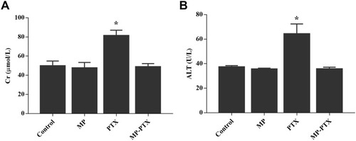 Figure 6 Side effects in liver and kidney by MP, PTX and MP-PTX. (A) Creatinine level in peripheral blood. (B) Glutamic-pyruvic aminotransferase level in peripheral blood. The toxicity of MP-PTX to liver and kidney was similar as control group, but the toxicity of PTX to liver and kidney was higher than control group. The toxicity of MP-PTX to liver and kidney was reduced compared to that PTX alone (*P < 0.05).