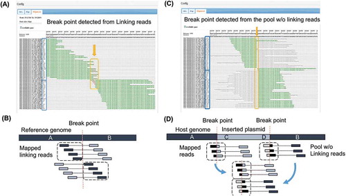 Figure 3. Detected breakpoints and mapped reads.(A) View of the mapped linking reads from NZ-A around the predicted integration locus. Identified breakpoint is shown with arrow. Sequences shown in green match to the reference genome sequence, while mismatched bases are shown in red. Direction of mapped reads, indicated by (+) or (-) in blue boxes, become opposite on the upper half and the lower half of mapped reads. (B) Illustration of mapped linking reads shown in (A). (C) View of the mapped reads from the pool of NZ-A without linking reads. Identified breakpoint is shown with arrow. Sequences shown in green match to the reference genome sequence. Sequences of soft-clipped portion of mapped reads correspond to the sequence of the expression plasmid. Direction of the mapped reads become opposite on the upper half and the lower half of mapped reads. (D) Illustration of mapped reads shown in (C). Magnified figures of (A) and (C) are available in Supplemental Data.