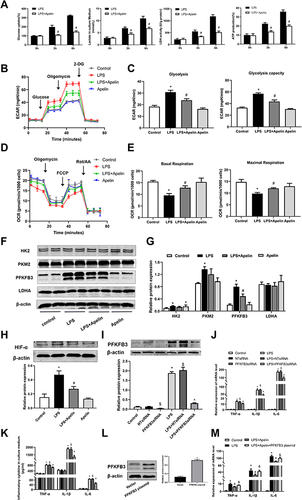 Figure 6 Apelin-13 attenuated PFKFB3-driven glycolysis in LPS-treated macrophages. (A) BMDMs were treated with LPS (1ug/mL) or apelin-13 (1 umol/L) at different times. Glucose consumption, lactate production, LDH activity, and ATP production were measured in different groups. (B) BMDMs were treated with apelin-13 (1 umol/L) for 1 h before stimulation with LPS (1 ug/mL) for 6 h. ECAR was measured using the Seahorse XF. (C) Glycolysis and glycolysis capacity were quantified and shown as histograms. (D) OCR was measured using the Seahorse XF. (E) Basal respiration and maximal respiration were quantified and shown as histograms. (F) Protein levels of HK2, PKM2, PFKFB3, and LDHA were analyzed by Western blot. (G) Quantification of HK2, PKM2, PFKFB3, and LDHA protein levels relative to β-actin is shown. (H) Protein level of HIF-α was analyzed by Western blot. (I) BMDMs were transfected with PFKFB3 siRNA before stimulation with LPS for 6 h. Protein level of PFKFB3 were measured by Western blot analysis. (J) The mRNA levels of TNF-α, IL-1β, and IL-6 were determined by real-time PCR. (K) TNF-α, IL-1β, and IL-6 levels in culture supernatants were measured by ELISA. (L) BMDMs were transfected with PFKFB3 plasmid. The protein level of PFKFB3 were measured by Western blot analysis. (M) The mRNA levels of TNF-α, IL-1β, and IL-6 in different groups were detected by real-time PCR. Data were expressed as mean ± SD. *P < 0.05 vs control group, #P< 0.05 vs the LPS group, &P< 0.05 vs the LPS + Apelin, $P< 0.05 vs NT siRNA group, ^P < 0.05 vs the LPS+NT siRNA (n=3).