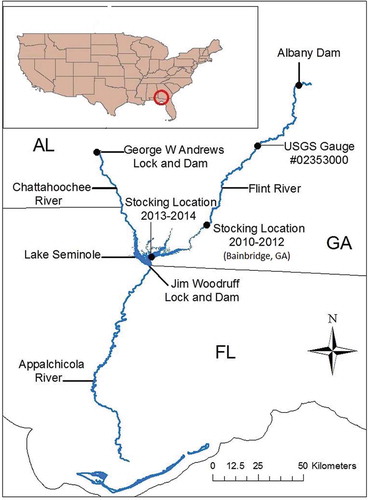 FIGURE 1. The lower Apalachicola–Chattahoochee–Flint River basin, including the lower Flint River from Jim Woodruff Lock and Dam to Albany, Georgia. Only those locations from Albanay Dam downstream to Bainbridge, Georgia, that corresponded to the lower Flint River substrate map were used for analysis.