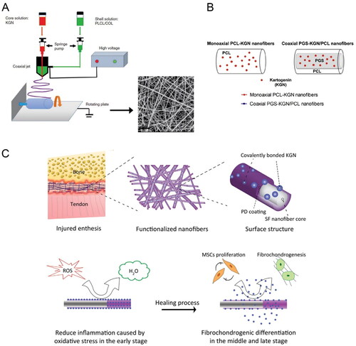 Figure 4. (A) Schematic illustration of the fabrication process of KGN@PC nanofibrous scaffold. Reproduced with permission from (Yin et al., Citation2017) ©SAGE; (B) Schematic representation and monoaxial PCL-KGN fibers. Reproduced with permission from (Silva et al., Citation2020) ©elsivier; (C) Schematic diagram of integration and regeneration of bone-tendon interface by using a kartogenin- and polydopamine-functionalized silk fibroin nanofibrous scaffold. Reproduced with permission from (Chen et al., Citation2021). ©elsivier.