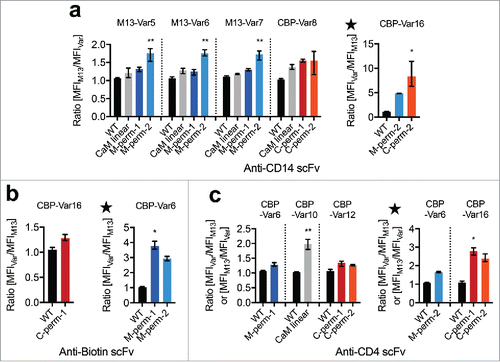 Figure 7. Identification of other calmodulin-binding peptides with affinity modulating properties. Human blood cells (PBMC, peripheral blood mononuclear cells) were stained with purified anti-CD14 scFvs (a), anti-biotin scFv (b) or anti-CD4 scFvs (c) containing CaM-linkers and subsequently analyzed by flow cytometry. Only living (PE-positive) cells were taken into account. The ratio of the median fluorescence intensities (MFI) obtained in 2 different setups (with M13 peptide [M13] or with M13-Var/CBP-Var-peptide [Var]) was determined, where a ratio > 1 indicates an M13-Var/CBP-Var-dependent signal change in comparison to the M13 setup. An opposite switching in binding behavior in comparison to M13 peptide dependent behavior is indicated by a large star above the graph. The mean results with range (indicated by error bars) of 3 independent experiments (n = 3) are shown. Ratios were compared with the corresponding wildtype control via Kruskal-Wallis with Dunn's multiple comparisons test or Mann-Whitney test, respectively (*p < 0.05; **p < 0.01). Abbreviations, WT: scFv with (G4S)3-linker (control); CaM linear: scFv with linearly cloned calmodulin-linker; M/C-perm-1/2: scFv with permutated calmodulin-linker; CD: cluster of differentiation; CBP: calmodulin-binding peptide; Var: variant.