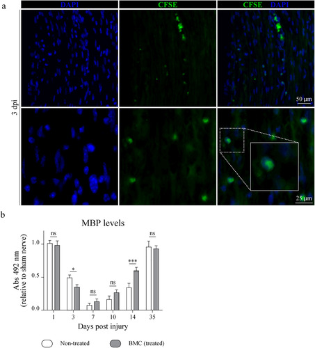 Figure 1 Migration of transplanted CFSE + -BMCs to the lesion area and effect of BMC transplant on MBP levels. (a) BMCs were labeled with CFSE prior to transplant and animals were then sacrificed 3, 7, and 14 dpi (7 and 14 dpi are shown in Supplemental Figure 1). Representative epifluorescence microscopy images obtained from longitudinal sections of the lesion area (40x and 100x). CFSE+ cells (green) and nuclei counterstained with DAPI (blue). Insets in merged images show digital amplifications of areas in dotted line boxes. (b) Immunodetection of MBP through ELISA in homogenates of sham nerves and distal areas of ipsilateral nerves of non-treated (white) or BMC-transplanted animals (gray), 1, 3, 7, 10, 14, and 35 dpi. Absorbance values (492 nm) obtained in three independent experiments (one animal per experimental group) were normalized to the sham nerve and are expressed as the mean ± SD. Statistical analysis performed through two-way ANOVA (p value for interacting significance: .0003), followed by Bonferroni’s multiple comparison post-test (* p < .05; ** p < .01; *** p < .001). ANOVA: analysis of variance; BMC: bone marrow cell; CFSE: carboxyfluoresceinsuccinimidyl ester; DAPI: 4′,6-diamidino-2-phenylindole; ELISA: enzyme-linked immunosorbent assay; MBP: myelin basic protein; ns: not significant; SD: standard deviation.