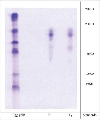 Figure 3. The SDS_PAGE pattern of the proteins of egg yolk of test group before and after purification. Standards (protein Mw marker), Egg yolk (Crud egg yolk), F1 (Fraction 1), F2 (Fraction 2).