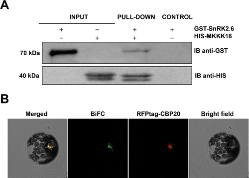 Figure 1. MAPKKK18 interacts with the SnRK2.6 kinase. (A) Pull-down assay to verify the interaction beteween SnRK2.6 and MAPKKK18. Input lines represent total SnRK2.6. Recombinant His- MAPKKK18, pre-coupled to Ni-NTA agarose, was incubated with recombinant GST-SnRK2.6. GST- and His-tagged proteins were detected (IB) using anti-GST and anti-His tag antibodies, respectively. (B) SnRK2.6 and MAPKKK18 proteins interact within the nucleus. Cytoplasmic interaction around the nucleus is present in about 10% of protoplasts. BiFC analysis in Arabidopsis protoplasts transiently expressing full-length SnRK2.6 and MAPKKK18 fused to cECFP or nVenus, respectively. RFPtag-CBP20 was used as both transformation control and marker of nuclear localization. Scale bar: 20 μm.