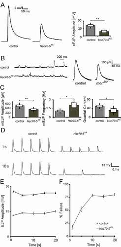Figure 3. Electrophysiological characterization of symptomatic larvae. (A) Representative traces of eEJPs from control and elav>Hsc70-5KK100233 larvae and quantification of eEJP amplitudes. Stimulation artifacts were removed from eEJP traces. (B) Representative mEJP recording in control and elav>Hsc70-5KK100233 larvae. Quantification of (C) mEJP amplitude, mEJP frequency and quantal content in control and elav>Hsc70-5KK100233 larvae. (D) Representative traces from 10 Hz stimulation displaying five successive synaptic responses from each genotype after 1 and 10 s stimulation. Stimulation artifacts were removed for demonstration. (E) Quantification of eEJP amplitude in response to 10 Hz stimulation in control and elav>Hsc70-5KK100233 larvae. (F) Quantification of % failure of eEJP in response to 10 Hz stimulation in control and elav>Hsc70-5KK100233 larvae. The standard error of mean and standard deviation are shown as a box and a black line. * p < 0.05, ** p < 0.01