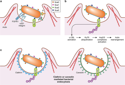 Figure 3. Rickettsial determinants in host cell attachment and internalization.