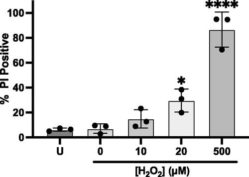 Figure 1. Cell death of Jurkat T cells after treatment with varying concentrations of H2O2. Cells were treated with H2O2 in PBS and after four hours returned to RPMI/FCS for a further 24 h before staining with PI and analysis by flow cytometry. U = cells that remained in RPMI/FCS for the full 28 h. ap < 0.05, bp < 0.0001 compared to U (n = 3 ± SD).