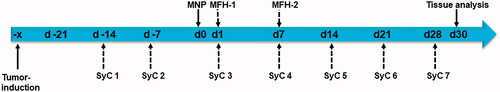 Figure 1. Timeline used for in vivo murine experiments with orthotopic PANC-1 tumors. SyC: systemic chemotherapy; MFH: magnetic field hyperthermia; MNP: injection of magnetic nanoparticles.
