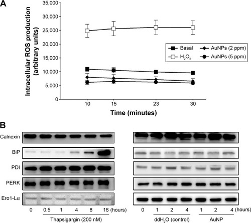 Figure 6 Effect of the AuNPs on intracellular ROS production and ER stress-related protein expression.Notes: (A) CM-H2 DCFDA-loaded endothelial cells were treated with H2O2 (100 μM), vehicle, or the AuNPs (2 ppm) for the indicated time intervals. Intracellular ROS production was measured by fluorometry (n=4). (B) The cells were treated with thapsigargin, vehicle (ddH2O), or the AuNPs for the indicated time intervals; the ER stress-related protein expression was determined by Western blotting (n=3).Abbreviations: AuNPs, gold nanoparticles; ER, endoplasmic reticulum; ROS, reactive oxygen species.