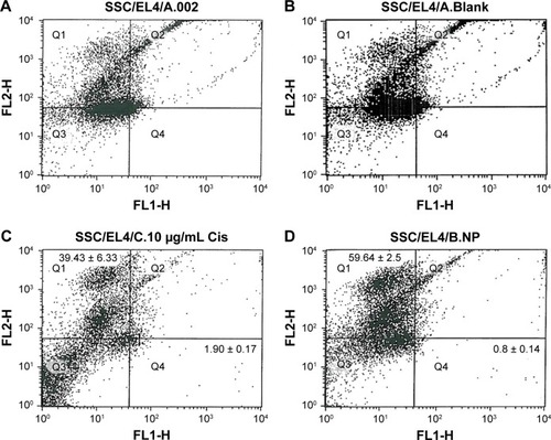 Figure 4 Flow cytometry analysis of surface markers (CD49f positive for SSCs and H-2Kb positive for EL4 cells): (A) EL4 + SSCs suspension, (B) EL4 + SSCs suspension treated with blank NPs, (C) EL4 + SSCs suspension treated with 10 μg/mL cisplatin, and (D) EL4 + SSCs suspension treated with 2 mg/mL cisplatin-loaded NPs.Abbreviations: SSCs, spermatogonial stem cells; NPs, nanoparticles.