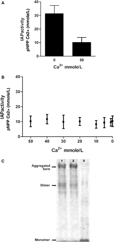 Figure 2.  A: IAP activity before and after calcium addition. B: IAP activity as a function of calcium concentration. Calcium concentrations of the horizontal axis are obtained after different additions of EGTA to the solution that started with 50 mmole Ca/L. C: Western blot of IAP before (lane 1) and after Ca2 + addition (lane 2) and after EGTA addition (lane 3) to obtain 0 mmole/L free calcium. Data are expressed as mean ± SD (n = 4).