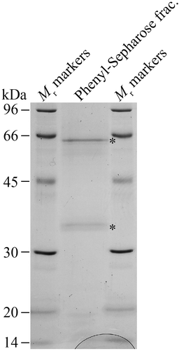 Fig. 2. SDS-PAGE of the partially purified fraction.