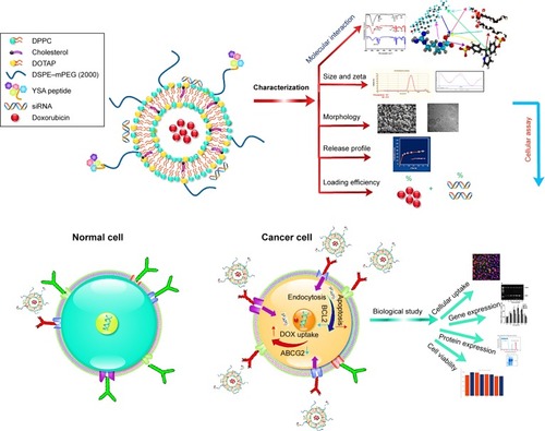 Figure 1 Schematic representation of process.Notes: The novel stealth, YSA peptide-targeted liposomal DOX-siRNA was synthesized with pH gradient method. Nanovesicles were prepared with cholesterol, DPPC, DOTAP, and DSPE–mPEG. YSA peptide was conjugated to the liposome, using NHS linker, to DSPE–mPEG, as surface modification to target OS cells specifically. DOX was loaded onto the liposome, whereas siRNA was loaded on the surface of the vesicles. Various characterization tests and biological assays were carried out to determine the capabilities of the prepared codelivery system.Abbreviations: DOTAP, N-[1-(2,3-dioleoyloxy)propyl]-N,N,N-trimethylammonium methyl-sulfate; DOX, doxorubicin; DPPC, 1,2-dipalmitoyl-sn-glycero-3-phosphocholine; DSPE–mPEG, distearoyl-phosphatidylethanolamine–methyl-poly(ethylene glycol); OS, osteosarcoma.