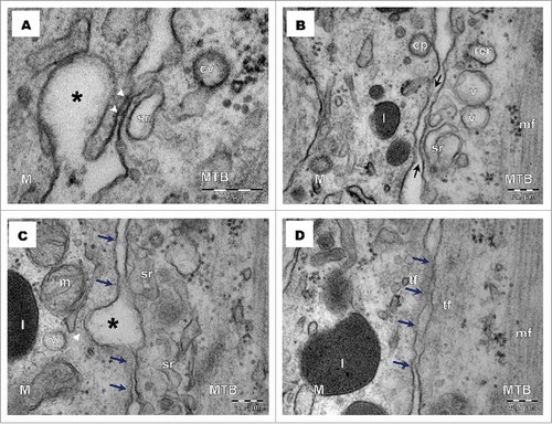 Figure 3. Transmission electron microscopy of gastrocnemius muscle, 5 d after injury. (A). Electron-dense nanostructures (arrowheads) fasten the contact between a macrophage (M) and a myotube (MTB). The sarcoplasmic reticulum (sr) of the myotube is also connected with the sarcolemma by dense nanostructures. A coated vesicle (cv) is visible in the cortical space of the myotube, in the vicinity of contact. (B). The close membrane apposition of a macrophage (M) and a myotube (MTB) is mediated by electron-dense material (between arrows). Uncoated vesicles (v), sarcoplasmic reticulum (sr) and a coated pit (cp) are visible near the plasma membranes of the cells in contact. l – lysosome; rer – rough endoplasmic reticulum. (C). Electron-dense material connects (arrows) the membranes of a macrophage (M) and a myotube (MTB) on both sides of the macrophage membrane invagination (*). Cortical cytoskeleton filaments (arrowhead) bend around this invagination. (D). Thin filaments (tf) form a fuzzy coat beneath both macrophage (M) and myotube (MTB) cell membrane. Electron-dense nanostructures are present in the intercellular space (arrows). mf – myofilaments.