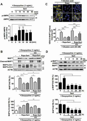 Figure 8. Sert degrades both MAPT proteins in vitro via AMPK-induced autophagy. (A) Inducible MAPT cells were treated with DMSO or doxycycline (1 ng/mL) with Sert (1 μM) in a time-dependent manner. Western blot analysis of the levels of p-AMPK and AMPK in cells after each compound treatment. (B) Inducible MAPT cells were pretreated with doxycycline (1 ng/mL) for 24 h. And then, Sert (1 μM) was treated for 48 h. The graph plots the quantification data is shown in (B). n = 3, *p < 0.05, **p < 0.01. (C) Degradation of MAPT oligomers (yellow) was visualized in BiFC cells when cells were co-treated with CC (10 μM) 1 h prior to Sert (1 μM) or Rapa (10 μM). Scale bar: 20 μm. Quantification of data is shown in (C). Values are means ± SEM; n > 20 cells. **p < 0.01, ***p < 0.001. (D) Western blot analysis of the level of p-MAPT (S262), total MAPT, and ACTB in inducible MAPT cells after Sert (1 μM) treatment. The graph plots the quantification data is shown in (D). n = 3, *p < 0.05, **p < 0.01, ***p < 0.001