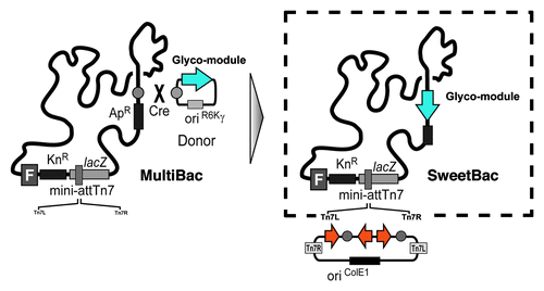 Figure 3. Schematic representation of the SweetBac platform. A donor vector containing open reading frames coding for Caenorhabditis elegans N-acetylglucosaminyltransferase II and the bovine β1,4-galactosyltransferase I was introduced in the LoxP site of a MultiBac genome resulting in SweetBac.