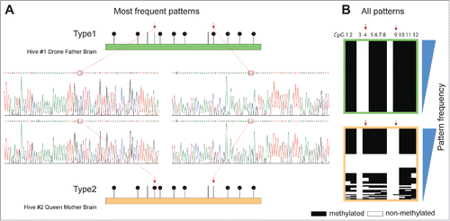 Figure 3. Differential methylation of the LAMC+CT allele. (A). Methylation patterns for founding individuals from SDI hives #1 and 2. (B). All methylation patterns covered by Illumina Miseq; “Frequency” denotes the pattern sorting direction (i.e., most frequent patterns at top).