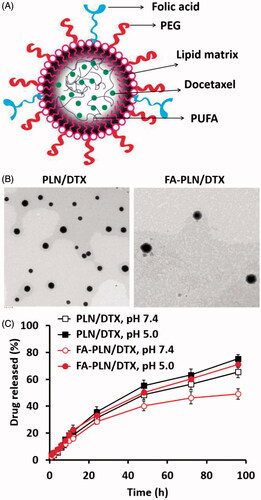 Figure 1. (A) Schematic of preparation of PUFA-based FA-conjugated lipid NPs for breast cancer targeting. (B) Transmission electron microscope (TEM) image of PLN/DTX and FA-PLN/DTX. (C) In vitro drug release profile of DTX from PLN/DTX and FA-PLN/DTX in PBS (pH 7.4) and ABS (pH 5.0) at 37 °C (n = 3).