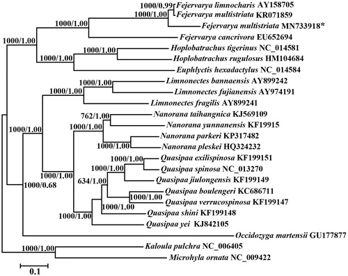 Figure 1. Phylogenetic tree of the relationships among 22 dicroglossids frogs and two species of Microhylidae as outgroups (Microhyla pulchra and Kaloula pulchra) based on the nucleotide dataset of the 13 mitochondrial protein-coding genes. Branch lengths and topology are from the BI analysis. Numbers above branches specify posterior probabilities from Bayesian inference (BI) and bootstrap percentages from maximum likelihood (ML, 1000 replications) analyses. Tree topologies produced by Bayesian inferences (BI) and maximum likelihood (ML) analyses were equivalent. bootstrap support values for ML analyses and Bayesian posterior probability are shown orderly on the nodes. The asterisks indicate new sequences generated in this study.