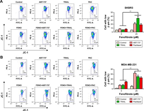 Figure 4 The intrinsic apoptotic pathway is initiated in the sensitization effect of fenofibrate on ABT-737, TRAIL, and paclitaxel in human breast cancer cells.Notes: SKBR3 (A) and MDA-MB-231 (B) cells were treated as mentioned in Figure 2. After treatment, the cells were stained with JC-1 and subjected to flow cytometry assay to detect the mitochondrial outer membrane permeabilization. Data are presented as mean ± SD, n=3. **P<0.01 vs control.Abbreviations: TRAIL, tumor necrosis factor-related apoptosis-inducing ligand; JC-1, 5,5′,6,6′-tetrachloro-1,1′,3,3′-tetraethylbenzimidazolylcarbocyanine iodide; FENO, fenofibrate; PAC, paclitaxel.