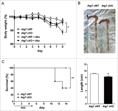 Figure 5. DSS-induced colitis in Atg7 cKO mice. (A) Body weight was monitored during and after oral administration of 2.5% DSS for 5 d (n = 7 each). The antibiotic mixture (Abx) was administered since 2 d before DSS as described in Materials and Methods, and body weight monitored (n = 7 each). (B) Gross morphology (upper) and length (lower) of the colons on day 7 of DSS administration (n = 5 to 6). (C) Survival after administration of 4% DSS was monitored as described in Materials and Methods (n = 10 each). *, P < 0.05; **, P < 0.01.