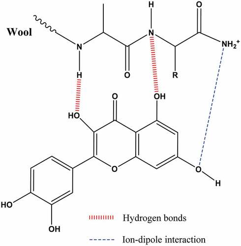 Figure 1. Representation of the probable bonds between the wool sites and coloring compounds.