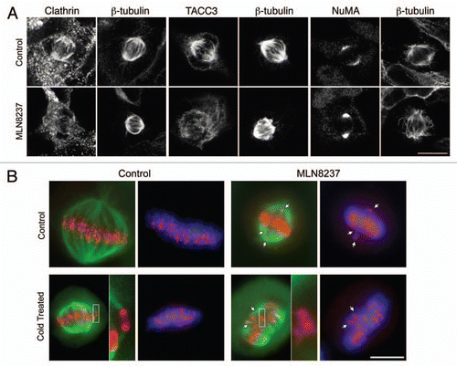 Figure 1 Effect of inhibition of Aurora A kinase on TACC3/clathrin localization and K-fiber stability. (A) Inhibition of Aurora A kinase resulted in loss of clathrin and TACC3 from mitotic spindles. HEK293 cells near metaphase were treated with MLN8237 (0.5 µM, 40 min) prior to fixation and staining with the indicated antibodies. All experimental details are as described previously in reference Citation7, anti-NuMA (#3888, Cell Signaling). Bar, 10 µm. (B) Inhibition of Aurora A kinase resulted in destabilization of kinetochore fibers. HeLa cells near metaphase were treated with no drug (Control) or MLN8237 (0.3 µM, 40 min) and then incubated for 6 min in warm (control) or cold (cold treated) media to depolymerize any non-stable MTs. Cells were fixed and stained for βtubulin (green), CENP-B (red) and DNA (DAPI, blue). Bar, 10 µm. Note the misaligned chromosomes (arrows) and the “orphan” centromeres in the inset. Similar observations were reported in clathrin-depleted cells.Citation9,Citation10